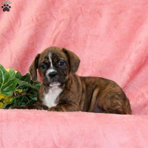 Pumpkin, Boston Terrier Mix Puppy